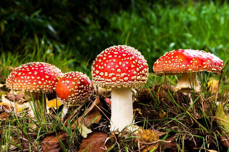 Cogumelos mágicos têm “chave” inovadora na luta contra a depressão