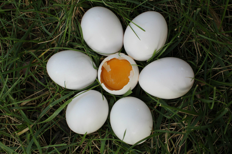 Um ovo por dia pode adiar ocorrência da diabetes de tipo 2