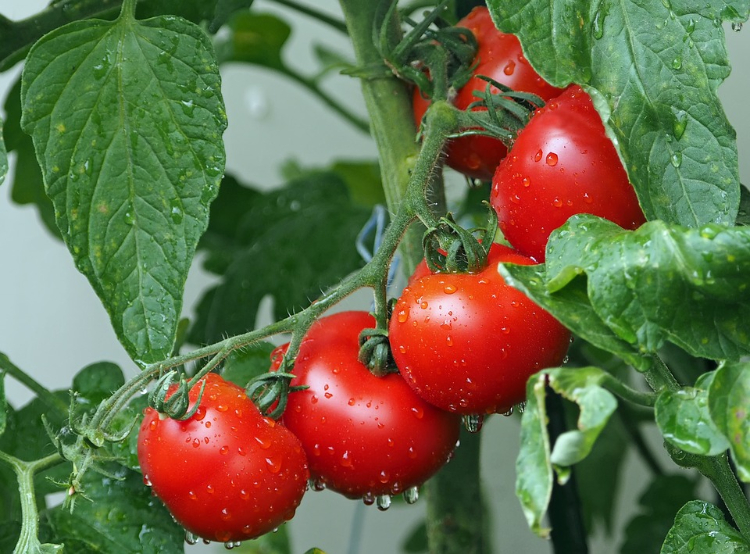 Tomate pode ser muito eficaz a combater o cancro do estômago