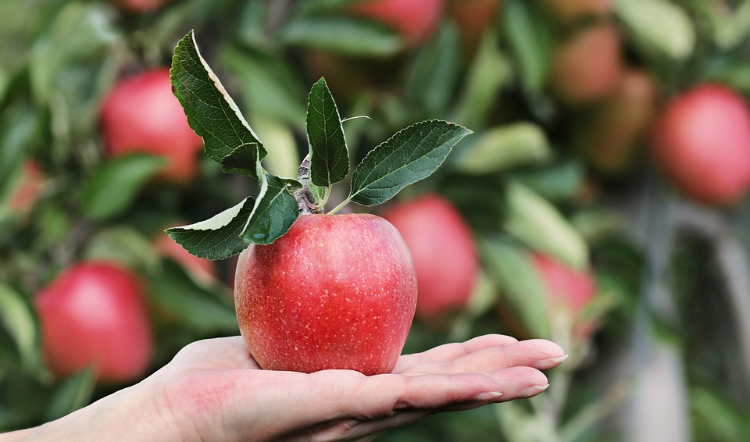 Estudo sugere que uma maçã antes das refeições pode eliminar gordura