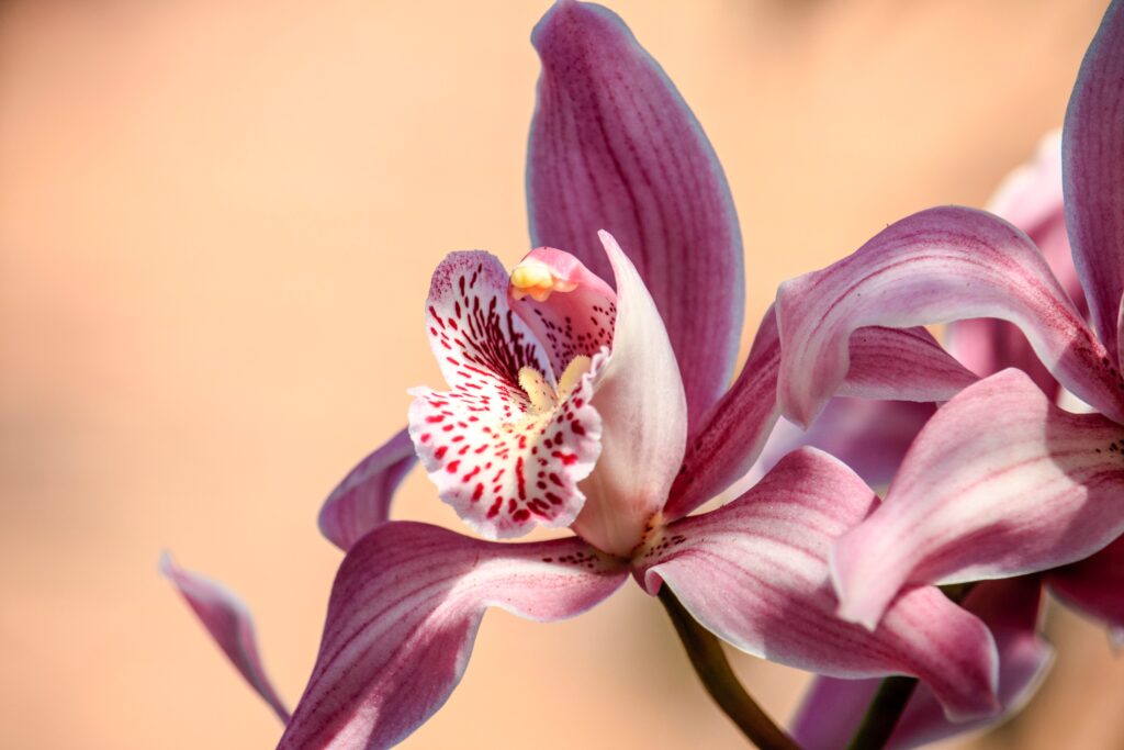 Mögen Sie Orchideen?  Dies ist das seltenste der Welt